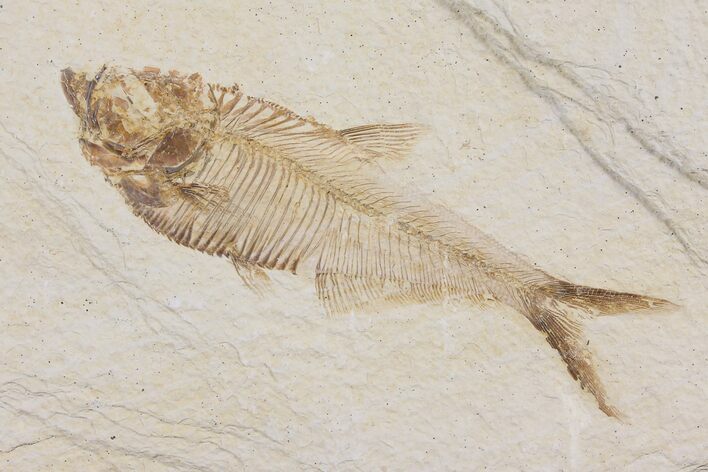 Diplomystus Fossil Fish - Wyoming #103949